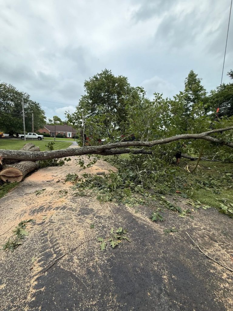 removed-tree-little-rock