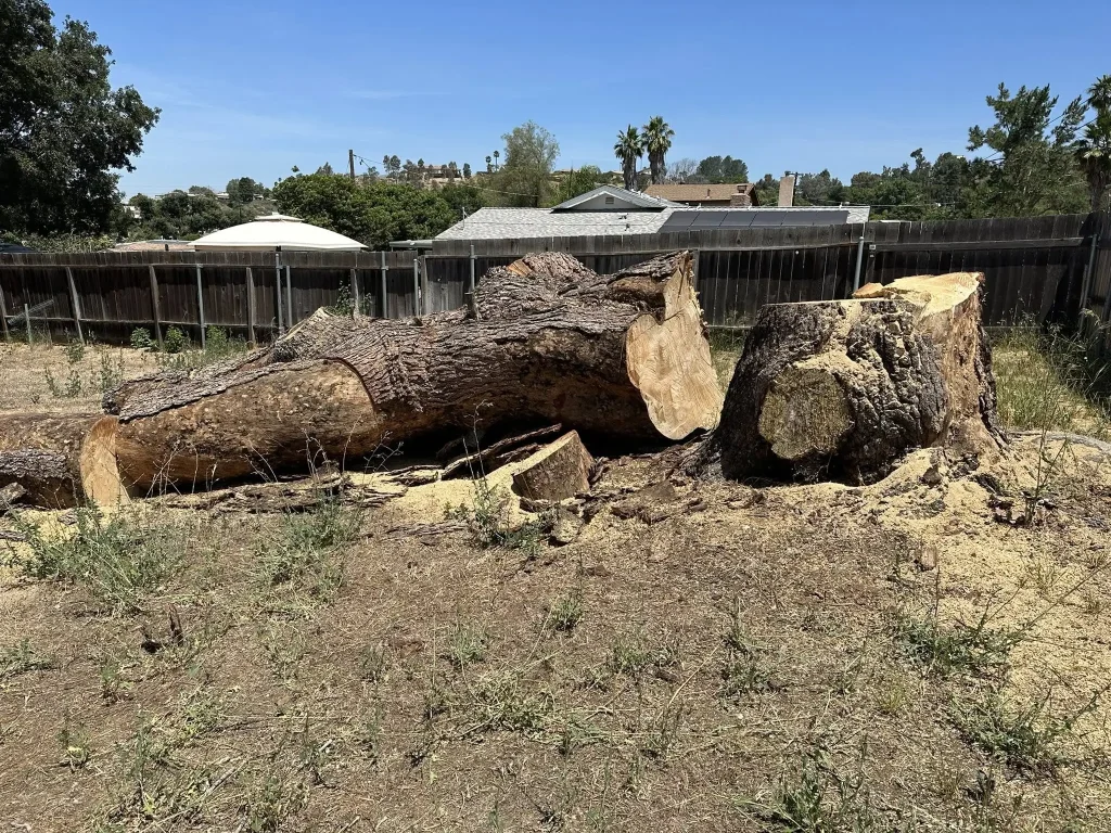 Tree-Removal-Little-Rock